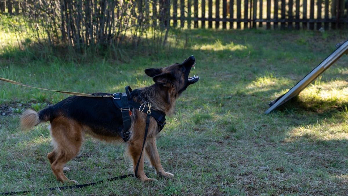 'AITA for secretly feeding my neighbor’s aggressive dog steaks until he liked me better than his owner?'