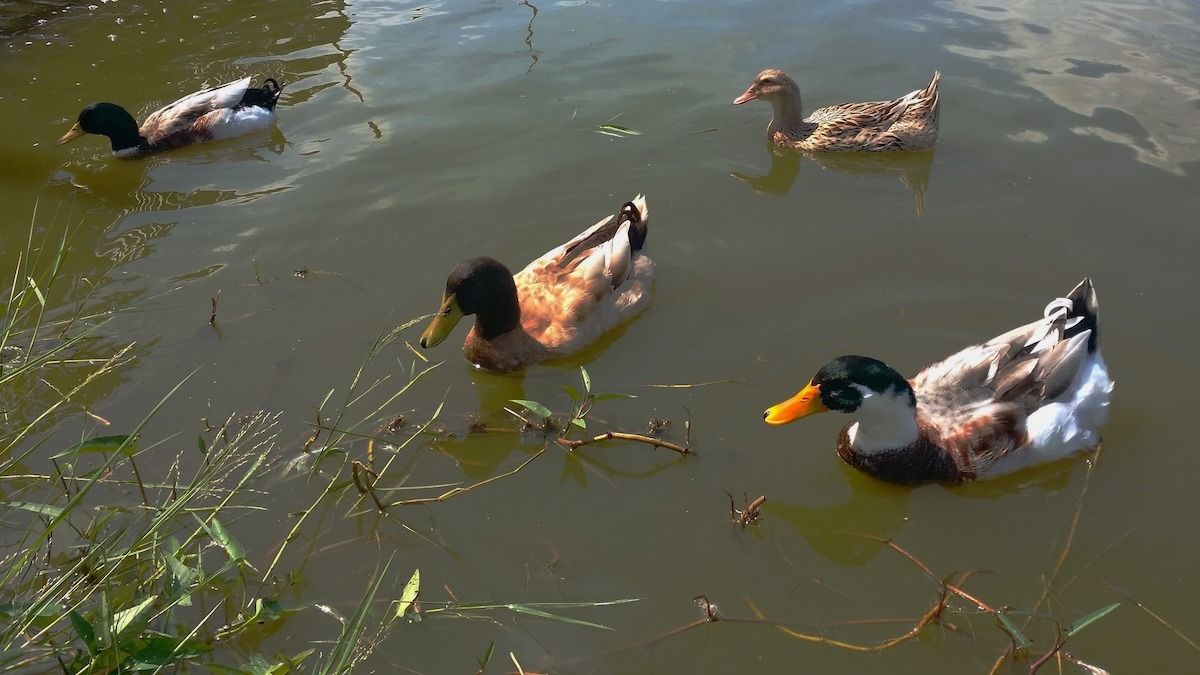 Husband's best friend kills ducks causing rift between woman and wedding party. AITA?