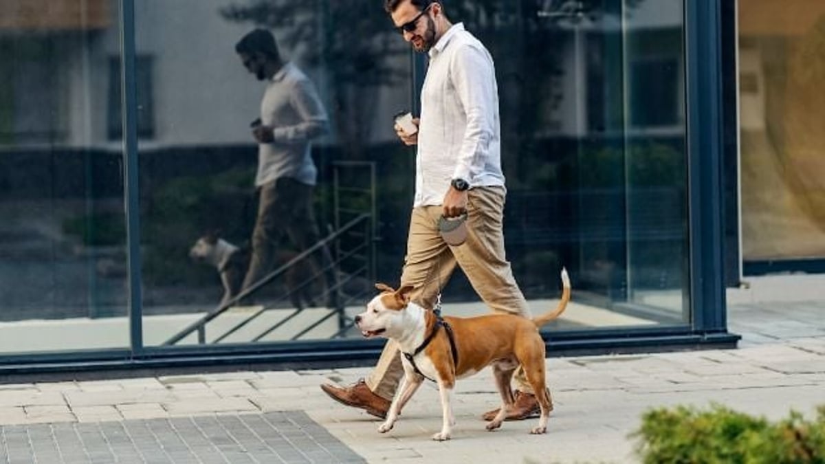 Dog owner gets yelled at by cafe owner after dog 'does business' right in front of door.