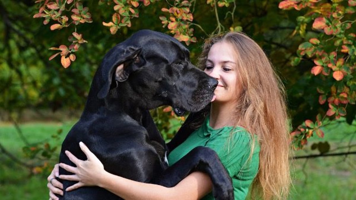 Groom humiliates cousin and her 'Great Dane therapy dog' at his wedding. AITA?