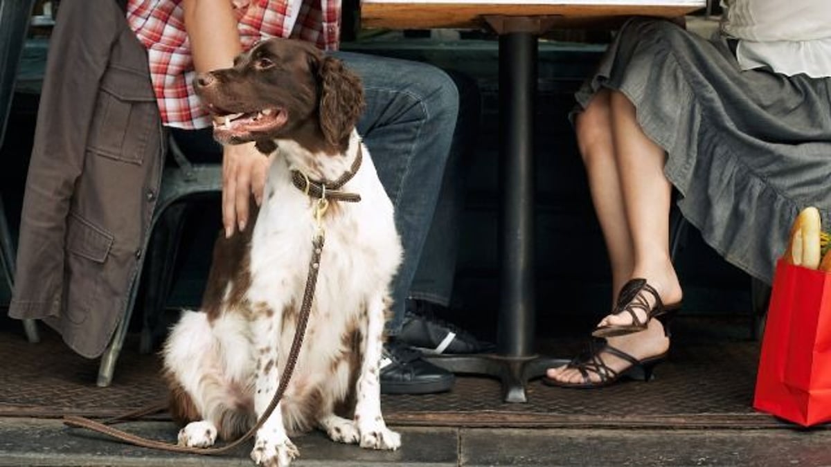 Man snaps at dog owners after dog sniffs his ankles, they say 'don't be so rude.'