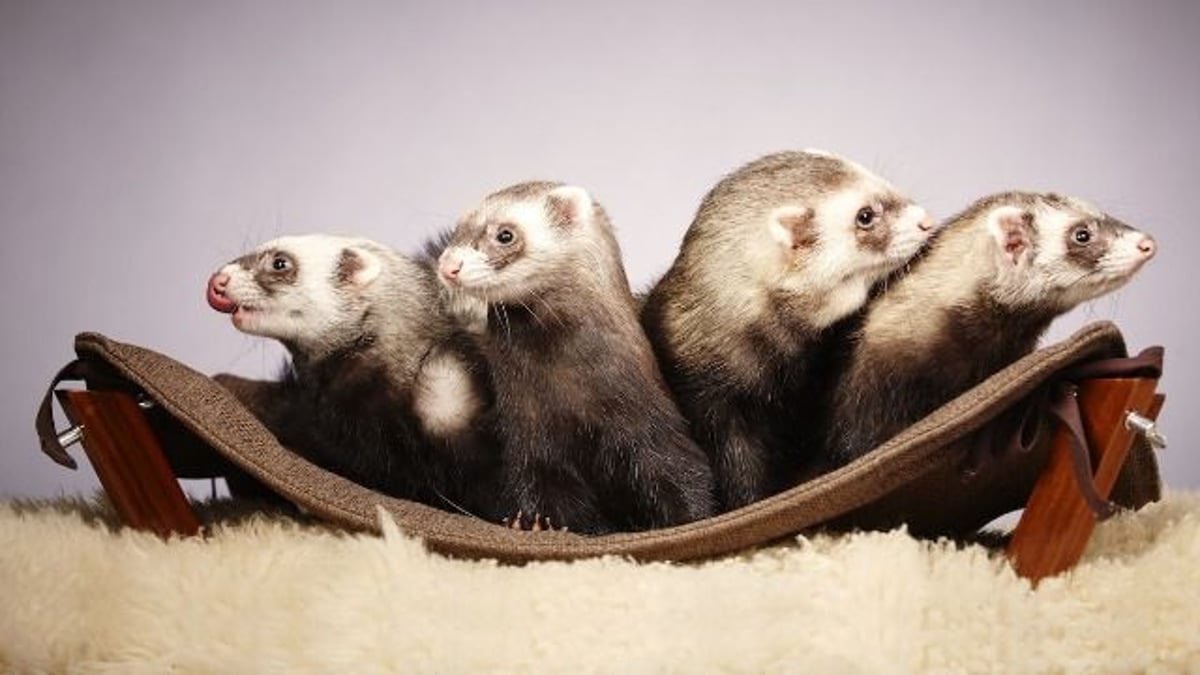 Man finds out through Tik Tok that his roommate has been hiding 10 ferrets. AITA?