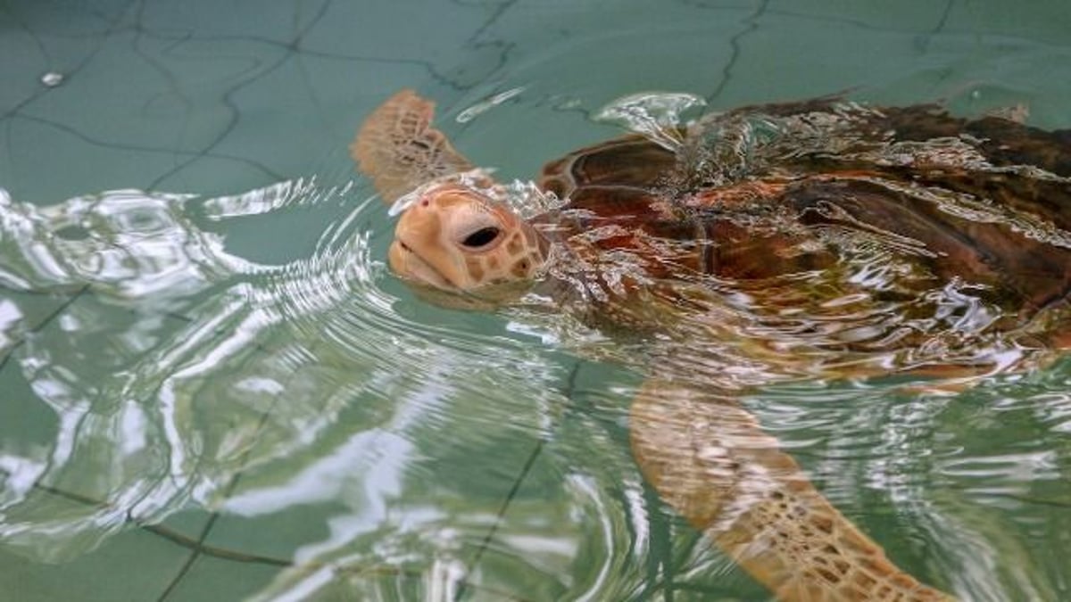 Marine biologist angry husband introduces her as a 'turtle tour guide.'