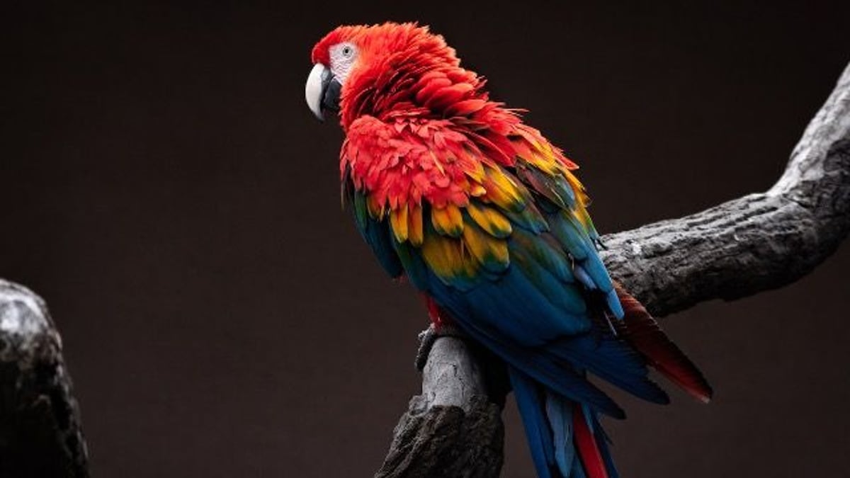 Man's parrot turns out to be "toxic." Family keeps their distance from the evil bird.