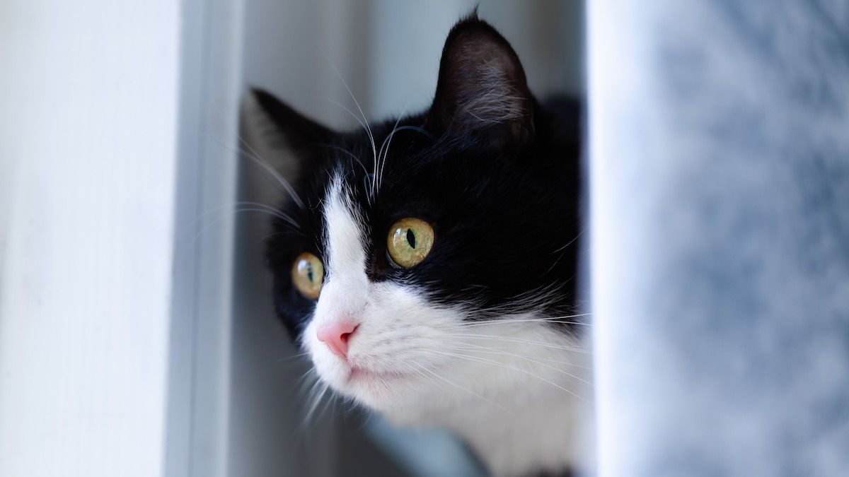 'My next-door neighbour’s cat wants to live with me and I’m not sure what to do.' AITA? UPDATED 3X + KITTY PIC
