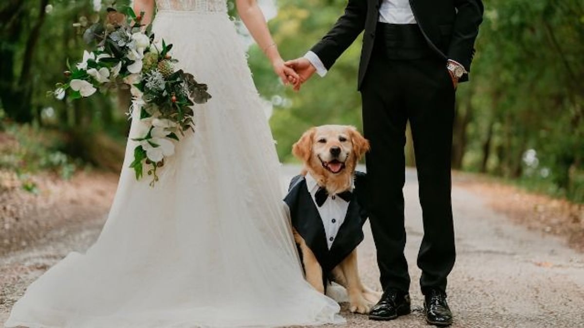 Man throws a fit when he can't bring his 'destructive' dog to cousin's wedding. AITA?