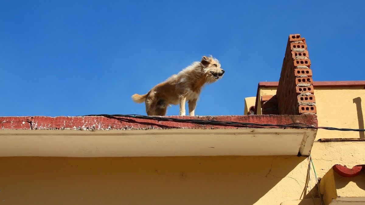 Mother refuses to get daughter with severe social anxiety a dog after she leaves elderly dog on the roof. AITA?