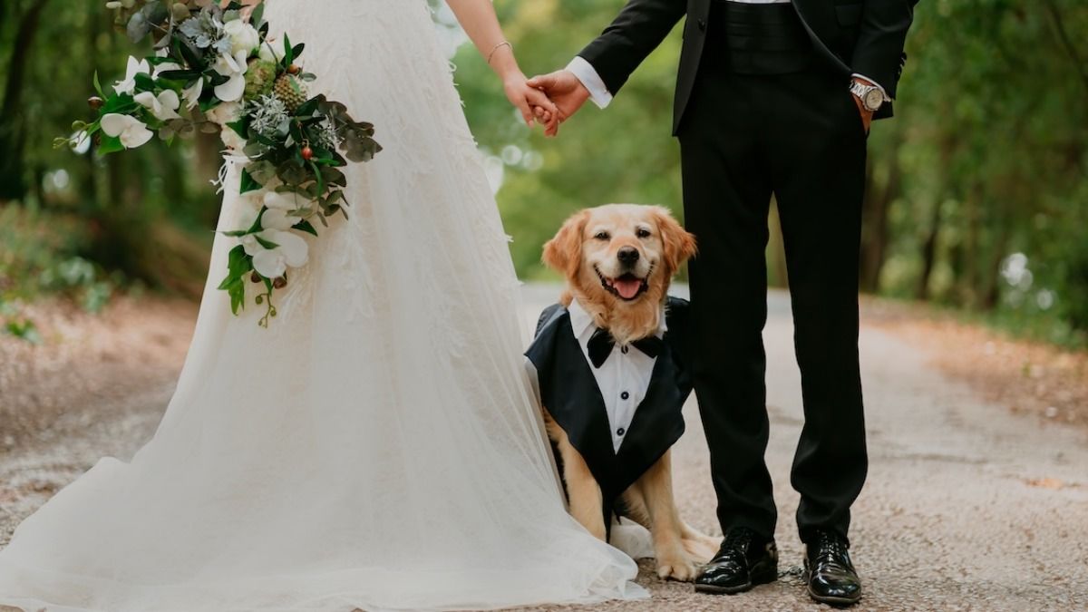 Woman refuses to let her dog be the ring bearer for sister's wedding, 'she accused me of lying.' AITA?