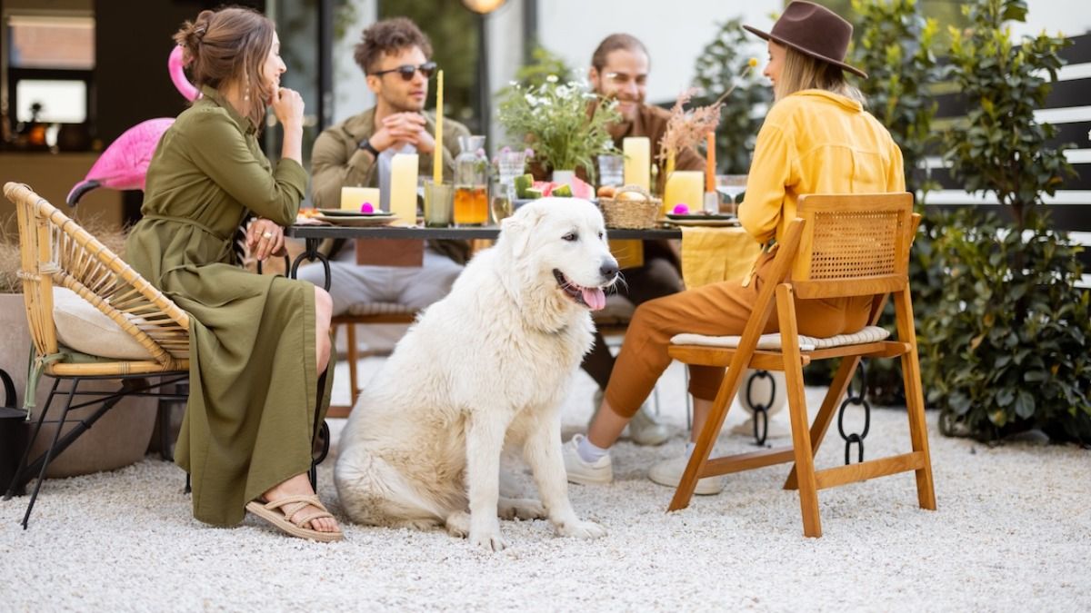 'AITA for ditching lunch with friends?' 'They brought a DOG.'