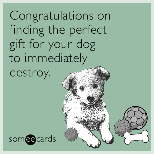 Congratulations on finding the perfect gift for your dog to immediately destroy.