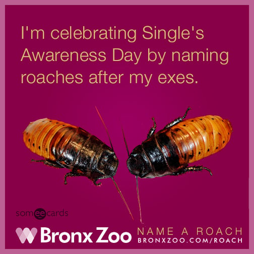 I'm celebrating Single's Awareness Day by naming roaches after my exes.