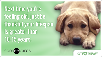 Next time you're feeling old, just be thankful your lifespan is greater than 10-15 years.