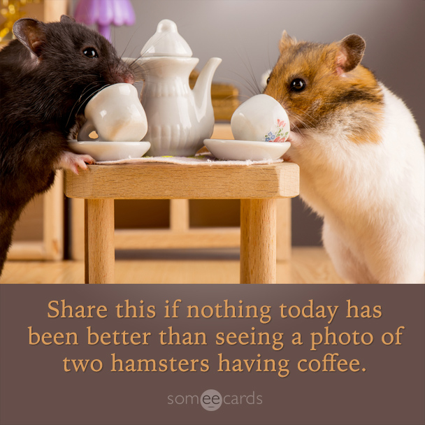 Share this is nothing today has been better than seeing a photo of two hamsters having coffee.