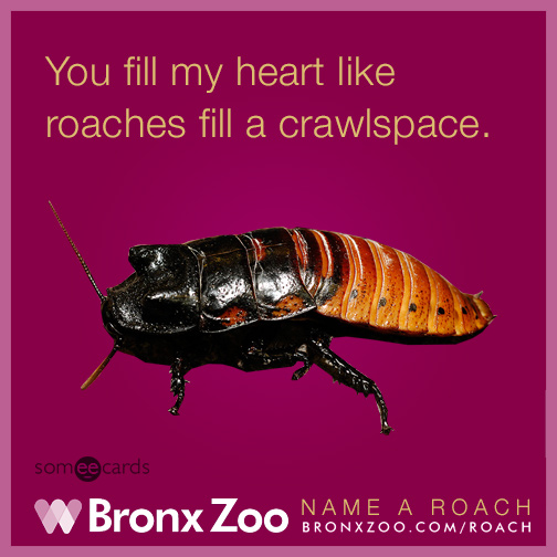 You fill my heart like roaches fill a crawlspace.