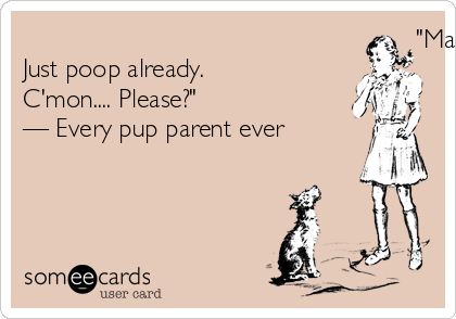                                                       "Make it! Do it! Go potty! 
Just poop already.
C'mon.... Please?"
— Every pup parent ever