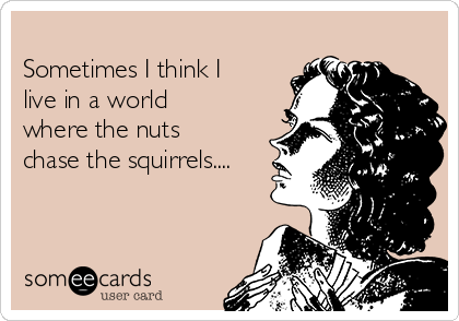 
Sometimes I think I
live in a world
where the nuts
chase the squirrels....