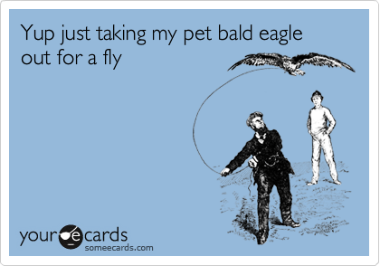 Yup just taking my pet bald eagle out for a fly