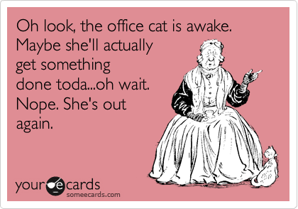 Oh look, the office cat is awake.  Maybe she'll actually 
get something
done toda...oh wait. 
Nope. She's out
again.