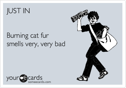 JUST IN


Burning cat fur
smells very, very bad