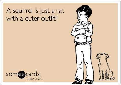 A squirrel is just a rat
with a cuter outfit!