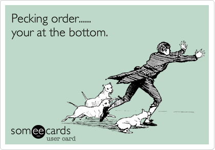 Pecking order......
your at the bottom.