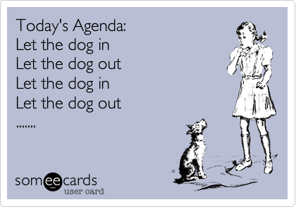 Today's Agenda:Let the dog inLet the dog outLet the dog in Let the dog out.......