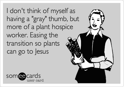 I don't think of myself as
having a "gray" thumb, but
more of a plant hospice
worker. Easing the
transition so plants
can go to Jesus