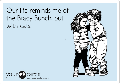 Our life reminds me of
the Brady Bunch, but
with cats.