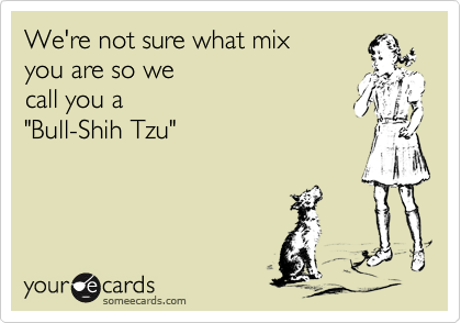 We're not sure what mix
you are so we
call you a
"Bull-Shih Tzu"