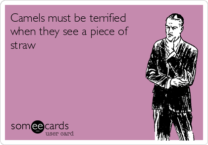 Camels must be terrified
when they see a piece of
straw