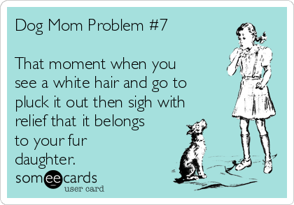 Dog Mom Problem #7

That moment when you
see a white hair and go to
pluck it out then sigh with
relief that it belongs
to your fur
daughter.