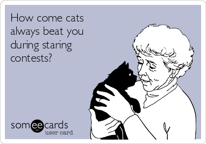 How come cats
always beat you
during staring
contests? 
