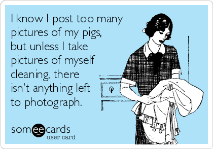 I know I post too many
pictures of my pigs,
but unless I take
pictures of myself
cleaning, there
isn't anything left
to photograph. 