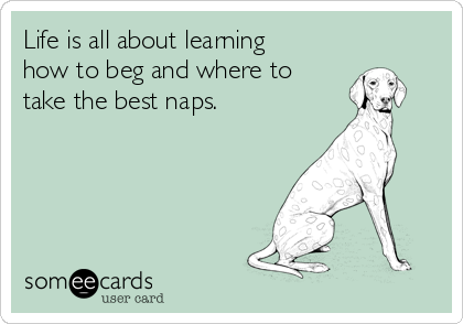 Life is all about learning
how to beg and where to
take the best naps.