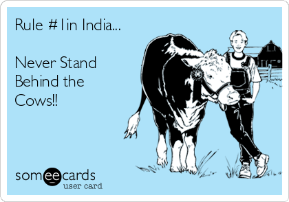 Rule #1in India...

Never Stand
Behind the
Cows!! 

