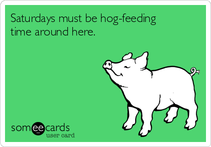 Saturdays must be hog-feeding
time around here.