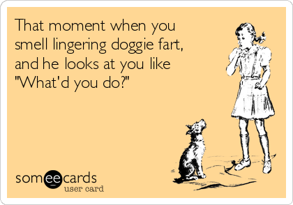 That moment when you
smell lingering doggie fart,
and he looks at you like
"What'd you do?"