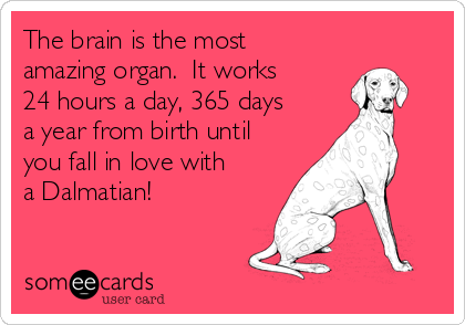 The brain is the most
amazing organ.  It works
24 hours a day, 365 days
a year from birth until
you fall in love with
a Dalmatian!