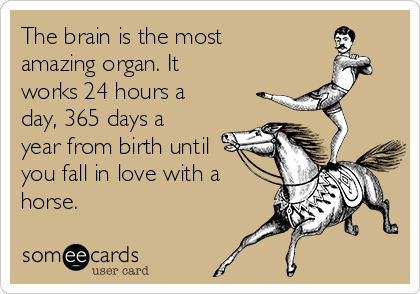 The brain is the most
amazing organ. It
works 24 hours a
day, 365 days a
year from birth until
you fall in love with a
horse. 