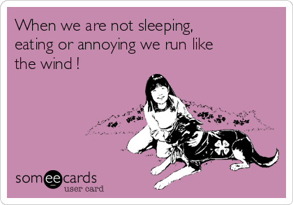 When we are not sleeping,
eating or annoying we run like
the wind !