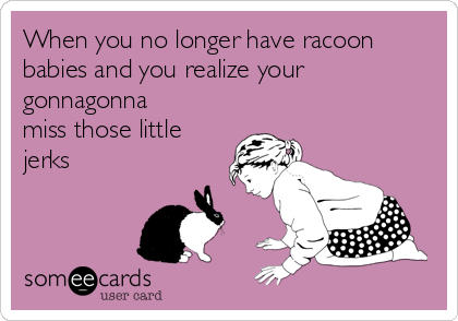 When you no longer have racoon
babies and you realize your
gonnagonna
miss those little
jerks